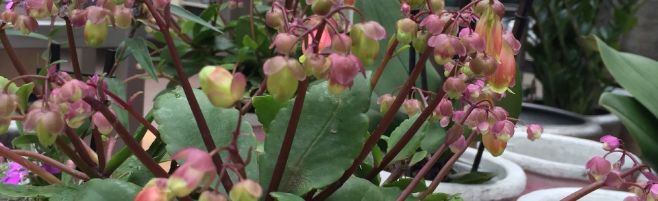 Holen Sie sich den Frühling mit Topf-Pflanzen rein!