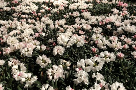 Inspirationen Giardina 2019