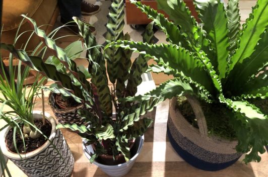 Inspirationen Giardina 2019