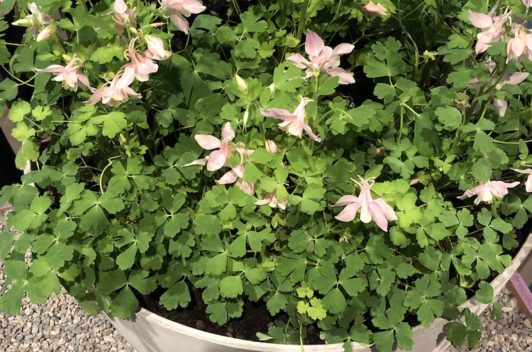 Inspirationen Giardina 2019