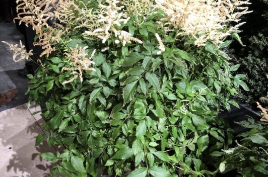 Inspirationen Giardina 2019