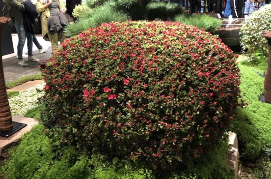 Inspirationen Giardina 2019