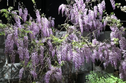 Inspirationen Giardina 2019