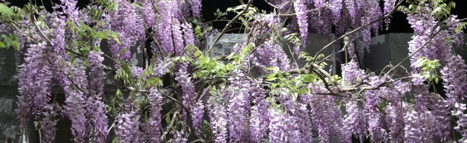 Inspirationen Giardina 2019