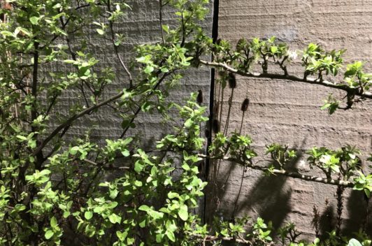 Inspirationen Giardina 2019