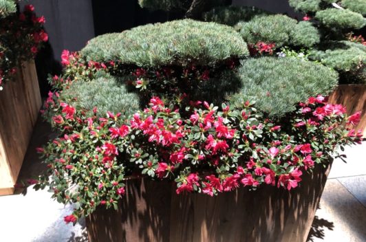 Inspirationen Giardina 2019